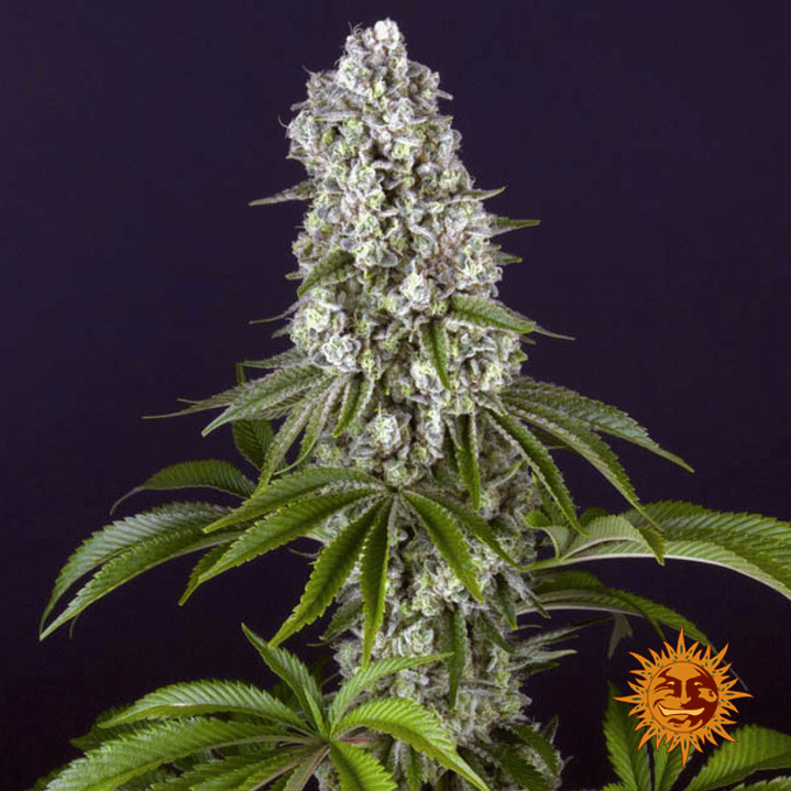 🍌 Tropicanna Banana — Barney's Farm | Tropical, Potente y Productiva 2