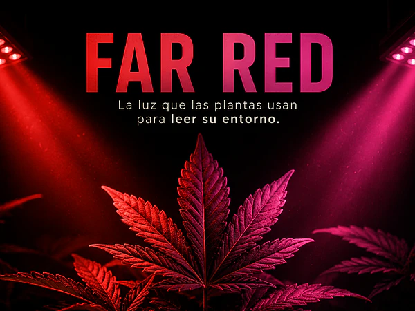 🔴¿Qué es el Far Red y para qué sirve en cultivo indoor?