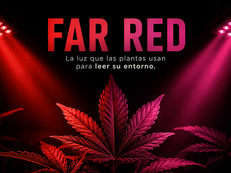 🔴¿Qué es el Far Red y para qué sirve en cultivo indoor?