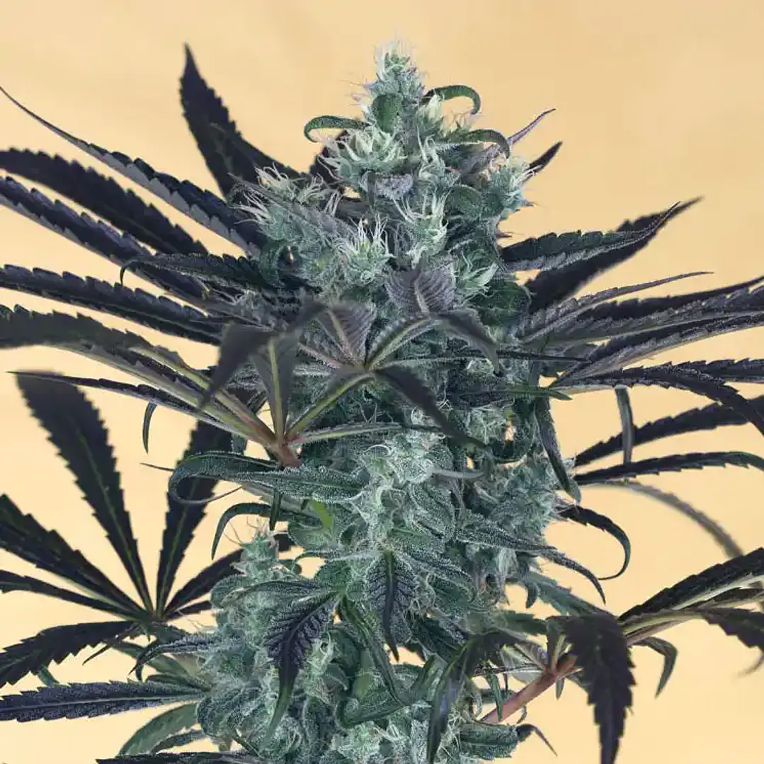 🫐 Blueberry Headband Humboldt Seed Organization – Semillas Feminizadas 1