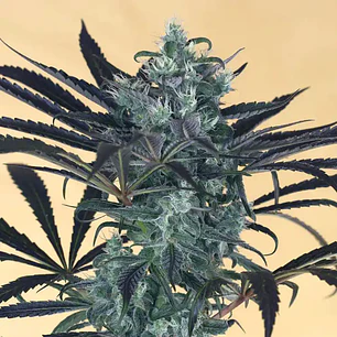 🫐 Blueberry Headband Humboldt Seed Organization – Semillas Feminizadas