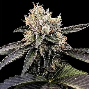 🥧 Kosher Pie x5 – DNA Genetics | Semillas Feminizadas