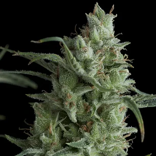 🌱 Kryptonite Auto – Pyramid Seeds | Autofloreciente Feminizada