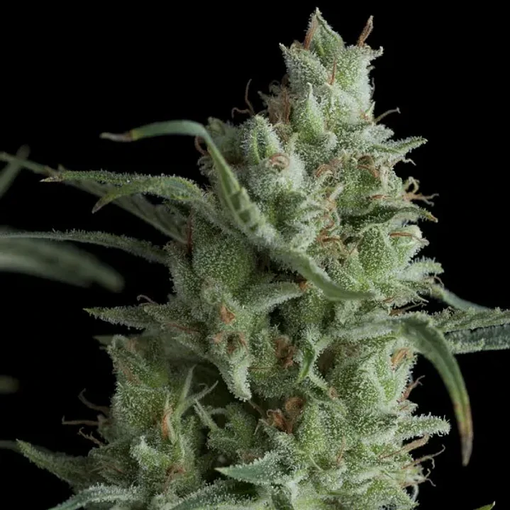 🌱 Kryptonite Auto – Pyramid Seeds | Autofloreciente Feminizada 1