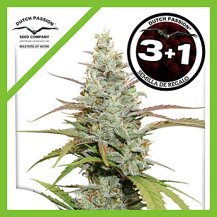 🍋 Auto Lemon Kix X3+1 – Dutch Passion | Autofloreciente