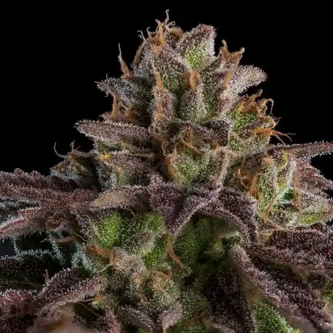 KmintZ Auto Ripper Seeds – Zkittlez x Kush Mintz Autofloreciente 1