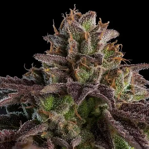 KmintZ Auto Ripper Seeds – Zkittlez x Kush Mintz Autofloreciente