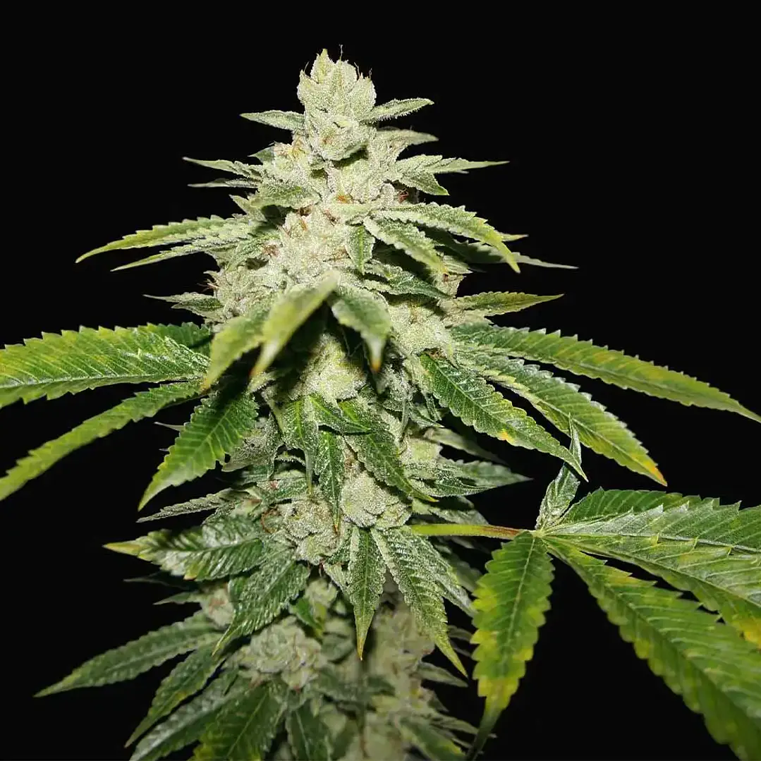 WaterMelon Ultra x2 Feminizada | T.H.Seeds – Nostress 1