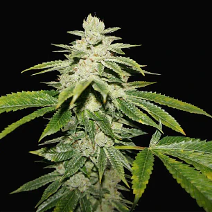 WaterMelon Ultra x2 Feminizada | T.H.Seeds – Nostress