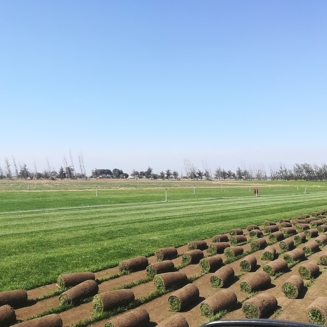 Pasto Natural por Rollo Jardin 2x0,50 metros 2