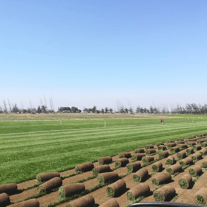 Pasto Natural por Rollo Jardin 2x0,50 metros 2
