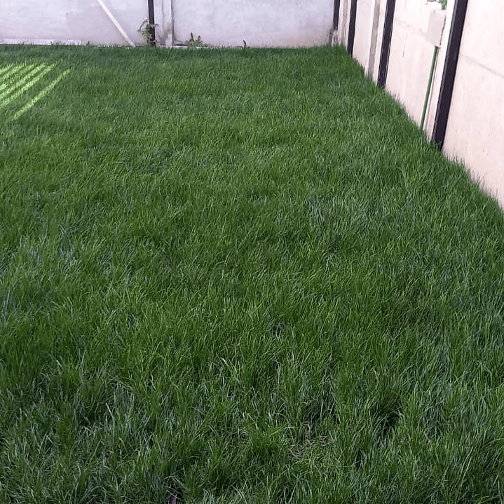 Pasto Natural por Rollo Jardin 2x0,50 metros 5