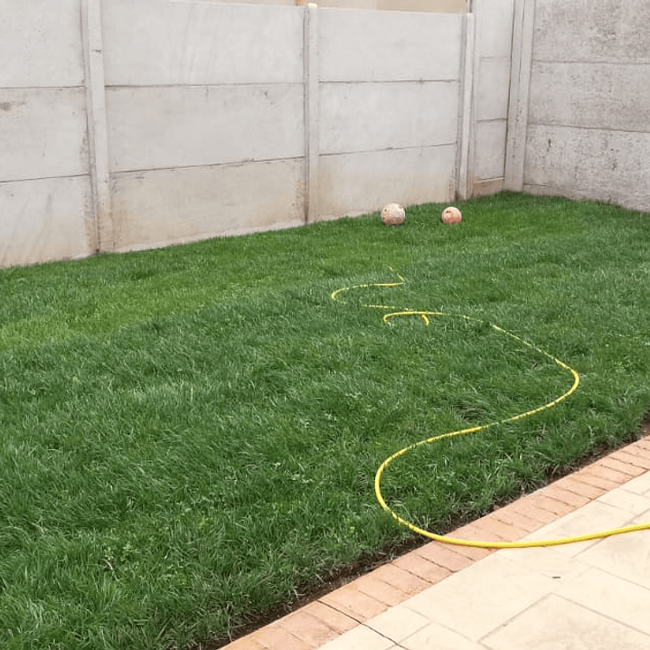 Pasto Natural por Rollo Jardin 2x0,50 metros 6