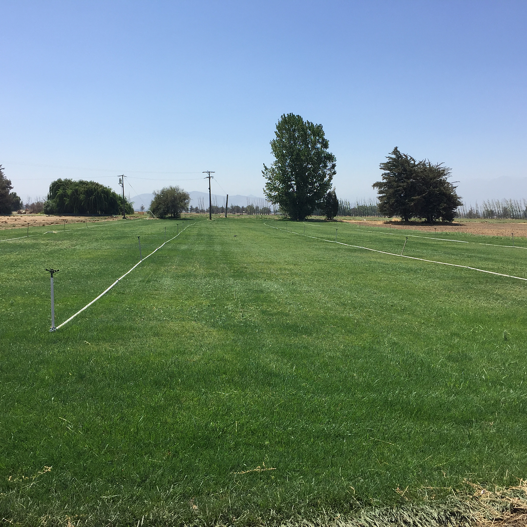 Pasto Natural por Rollo Jardin 2x0,50 metros 7