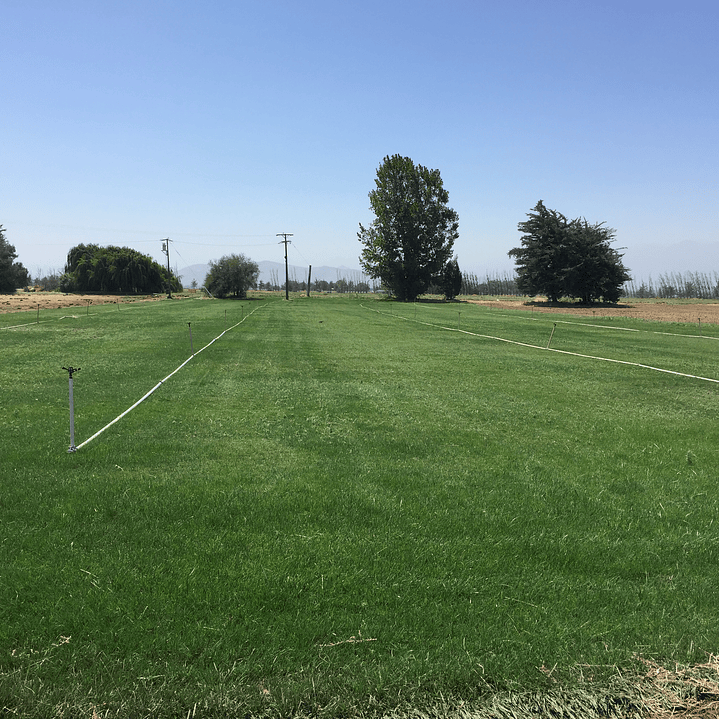 Pasto Natural por Rollo Jardin 2x0,50 metros 7