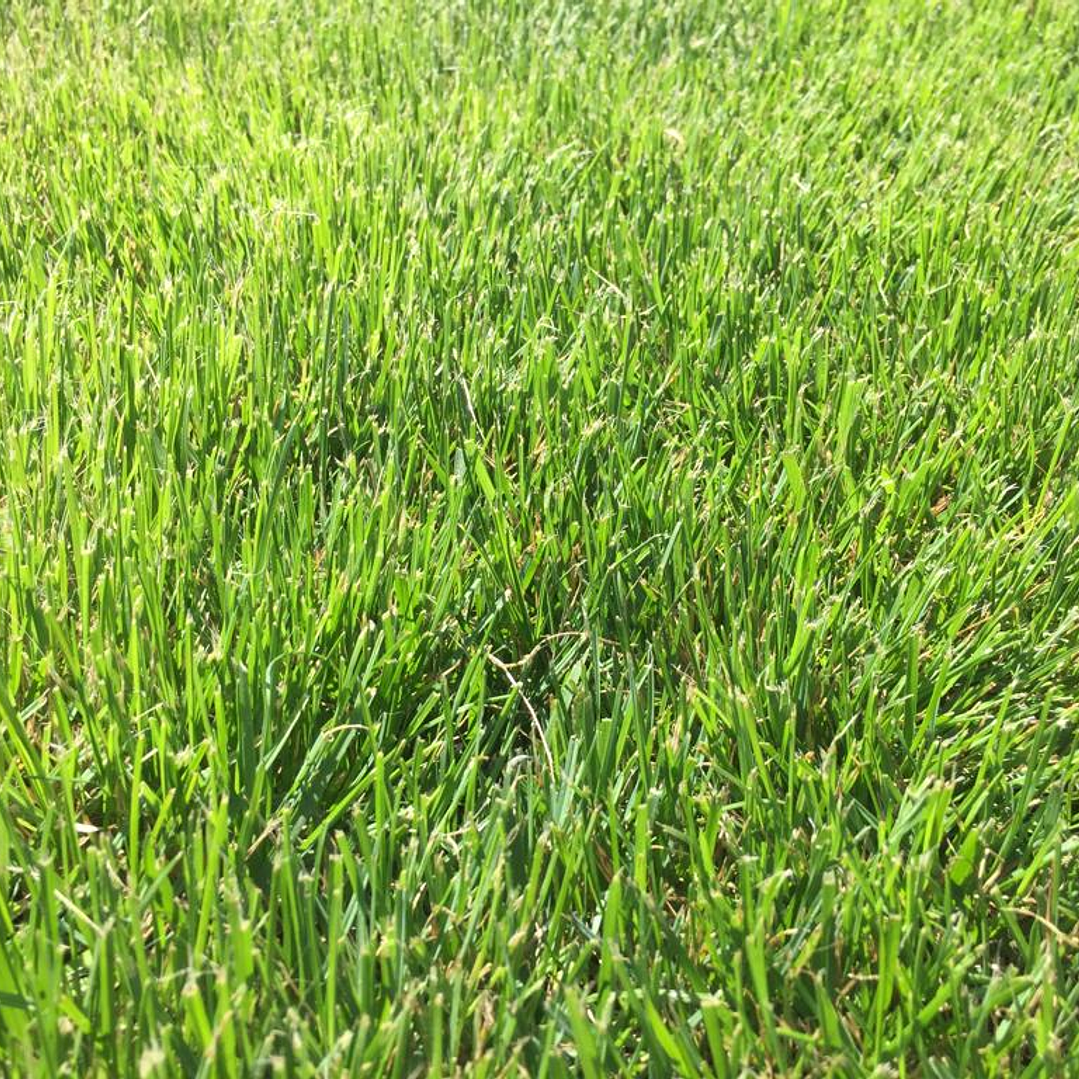 Pasto Natural por Rollo Jardin 2x0,50 metros 8