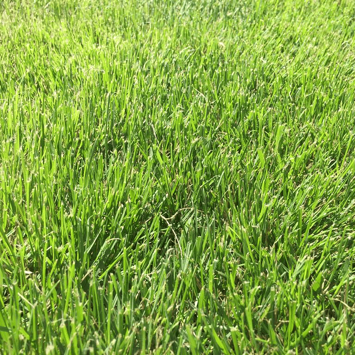 Pasto Natural por Rollo Jardin 2x0,50 metros 8