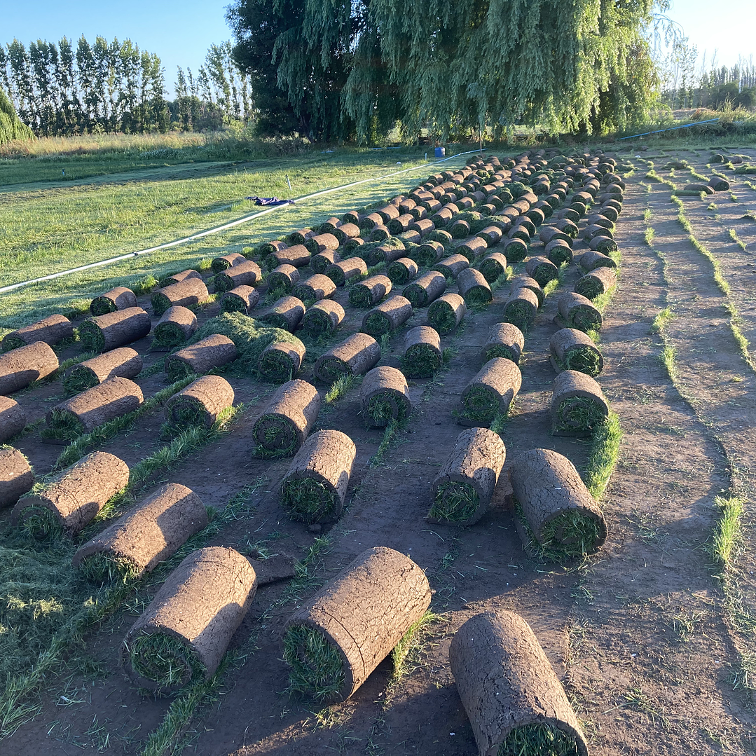 Pasto Natural por Rollo Jardin 2x0,50 metros 10