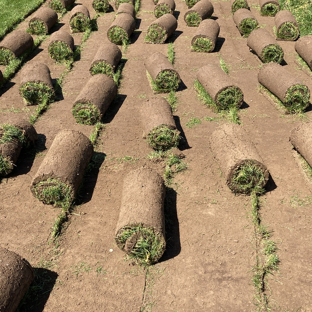 Pasto Natural por Rollo Jardin 2x0,50 metros 11