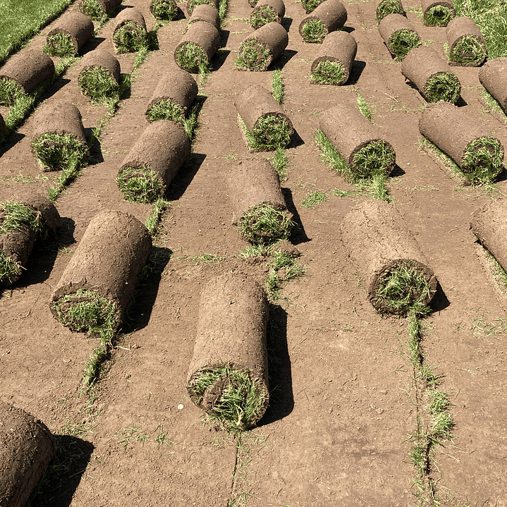 Pasto Natural por Rollo Jardin 2x0,50 metros 11