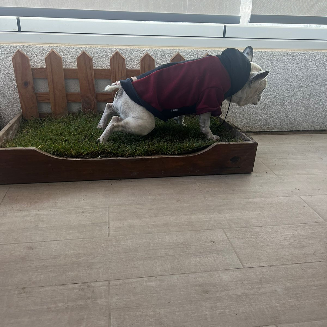 REPUESTO BAÑO SANITARIO NATURAL MASCOTA NOUGARDEN 2