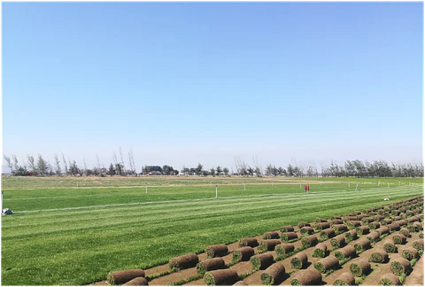 Pasto Natural Premium en Rollos 