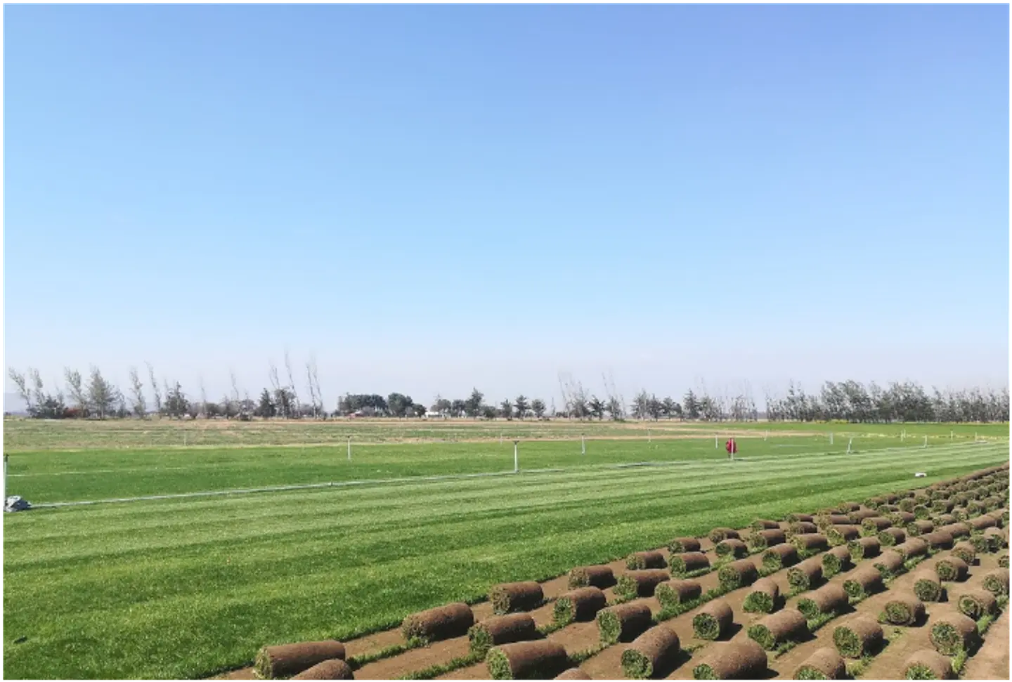 Pasto Natural Premium en Rollos  1