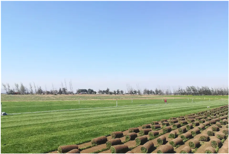Pasto Natural Premium en Rollos  1