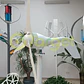 Warehouse Shipping 3kw 6kw 2kw 5kw Wind Turbine Generator 3 5 Blades 12v 24v 48v With Mppt/Hybrid Charge Controller For Home Use - thumbnail 6
