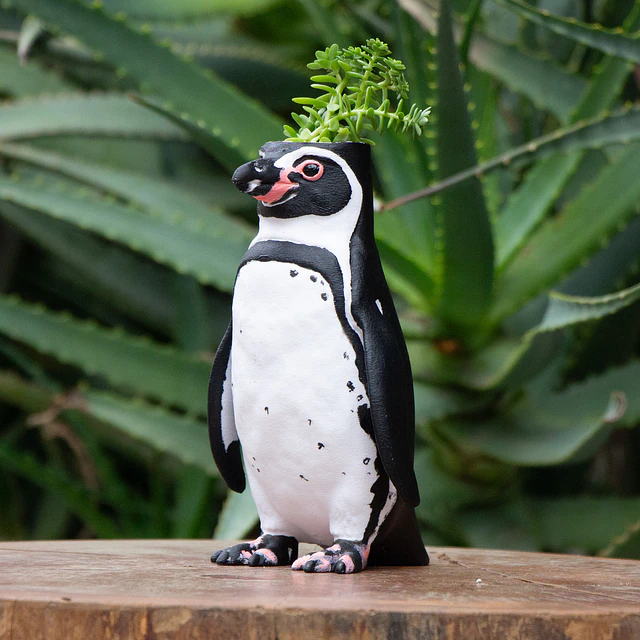 Macetero de Pingüino de Humboldt