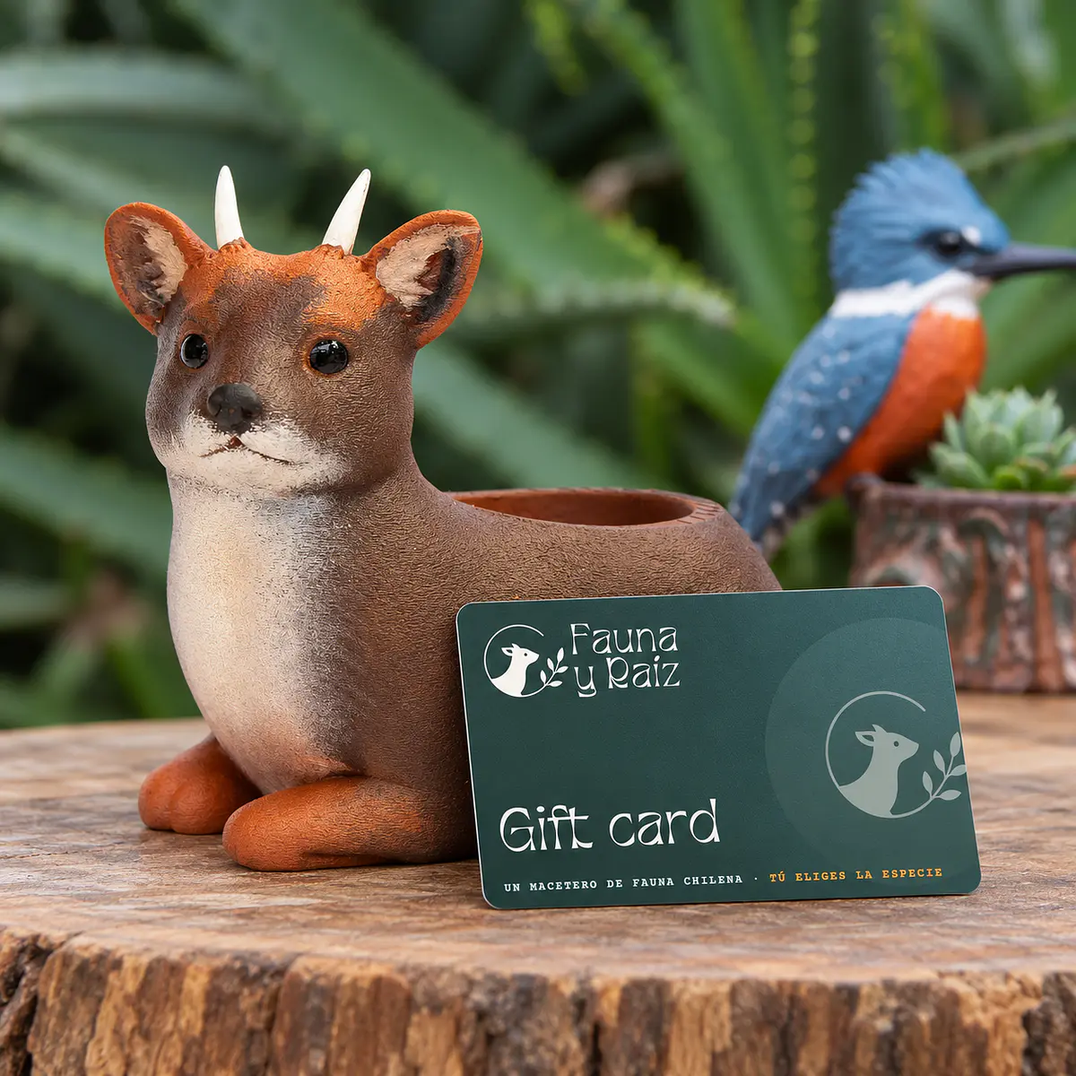 Macetero de Gift card · Regala un macetero