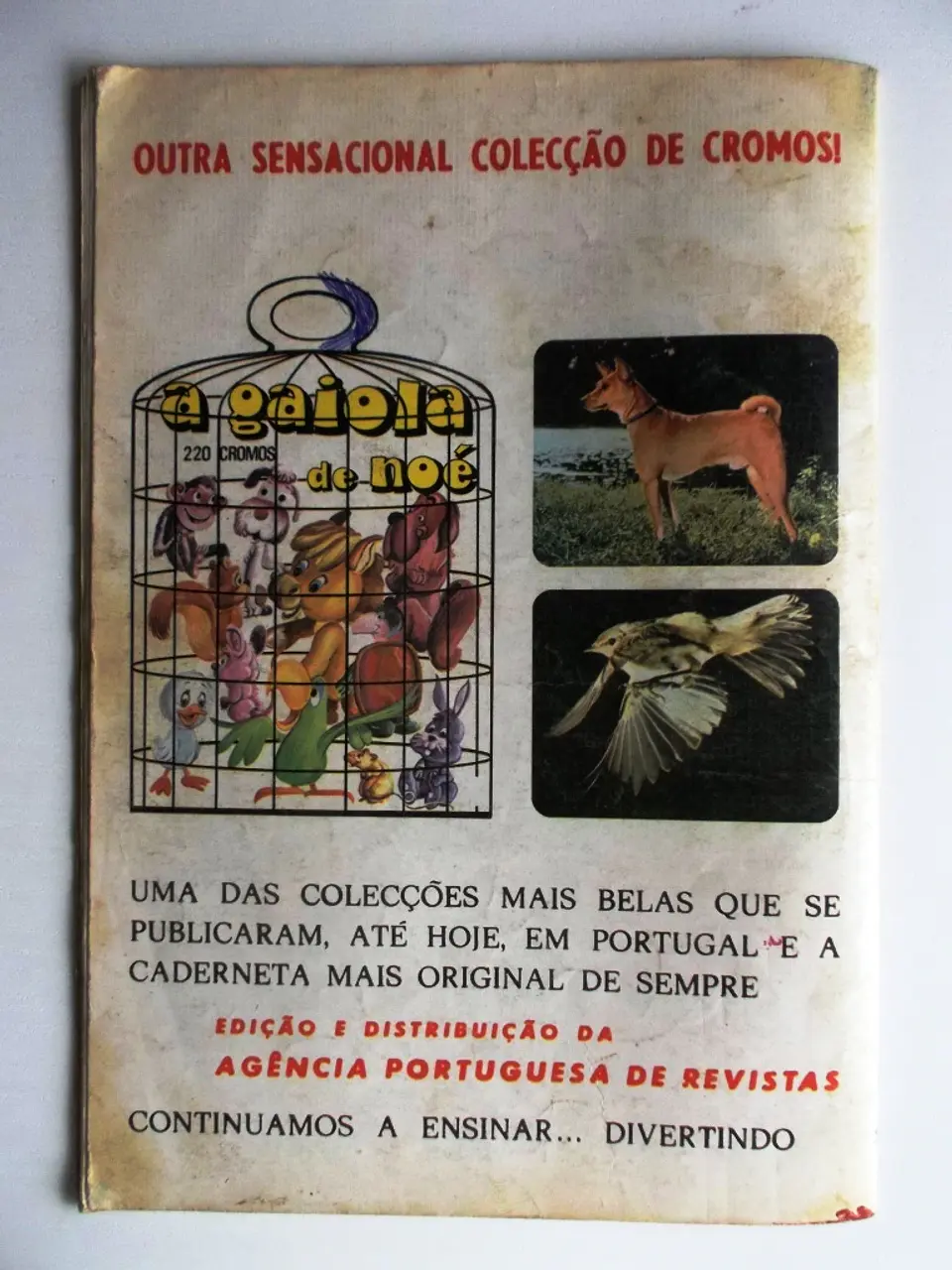 Robin dos Bosques 23 2