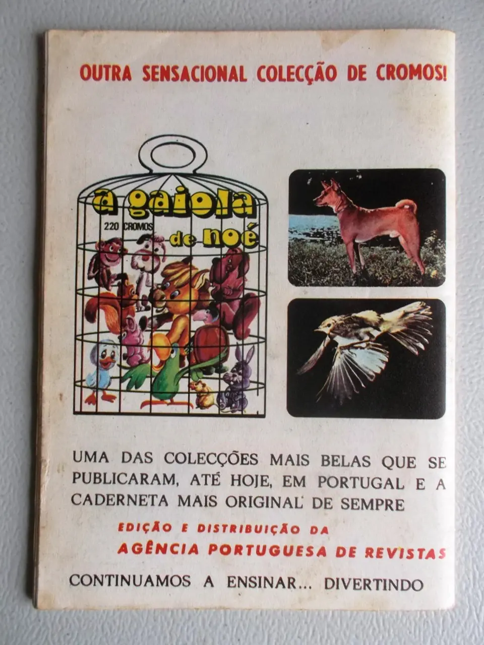Condor 297 2