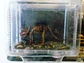 Porta chaves de Dinossauros - Tricerátopo - thumbnail 3