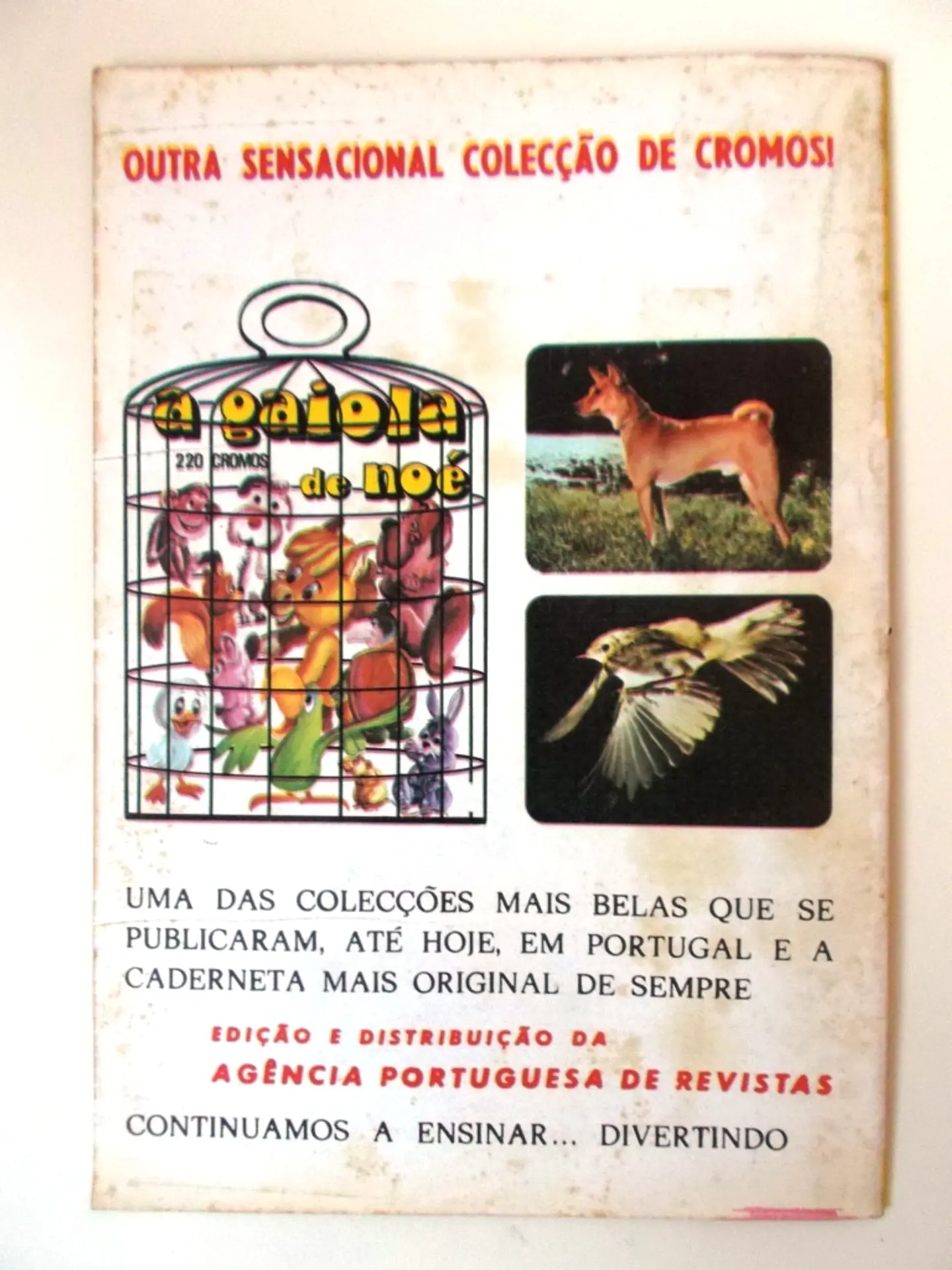 Robin dos Bosques 23 3