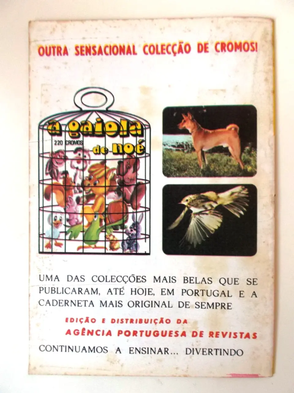 Robin dos Bosques 23 3