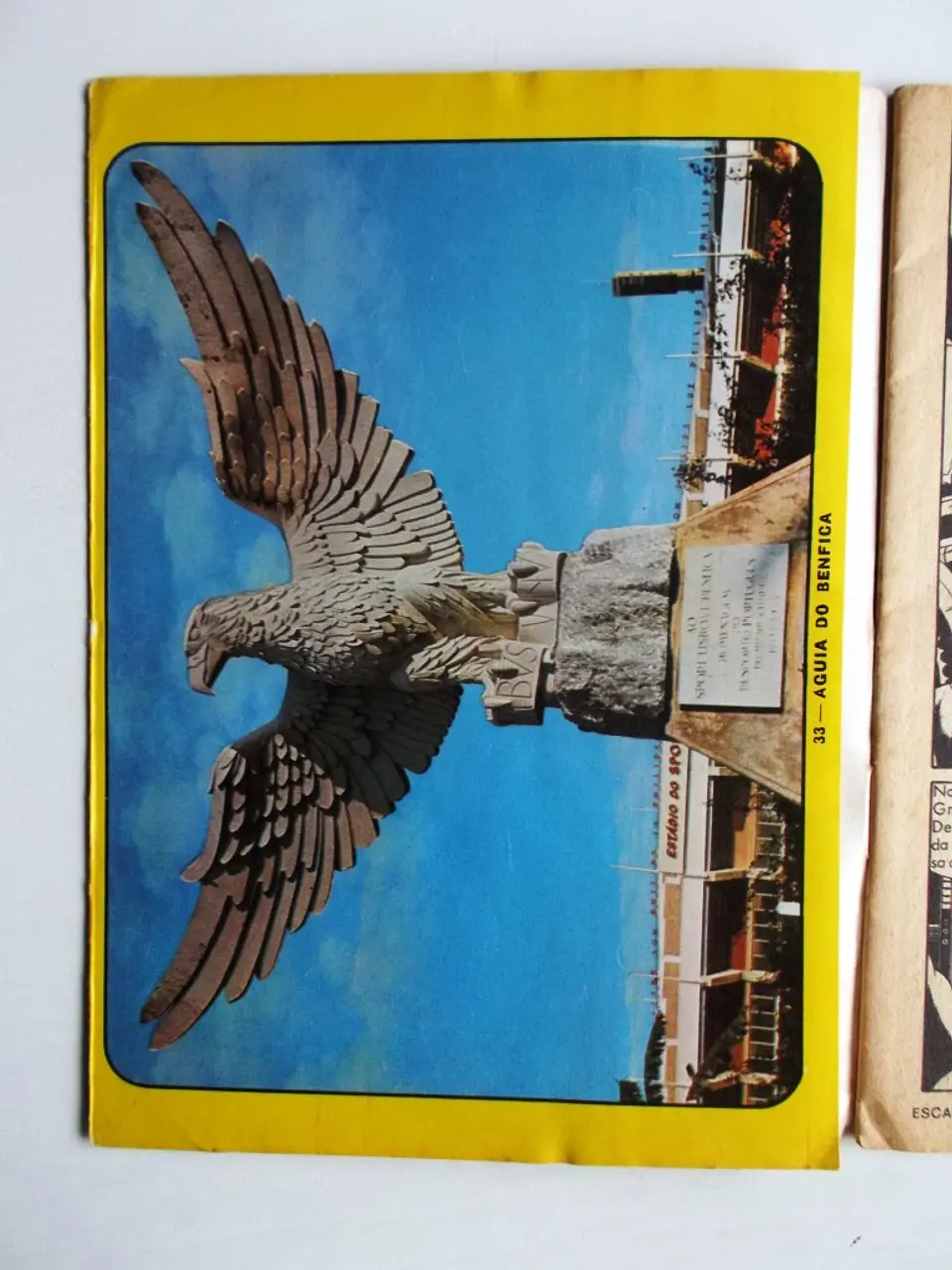 Escaravelho Azul 33 4