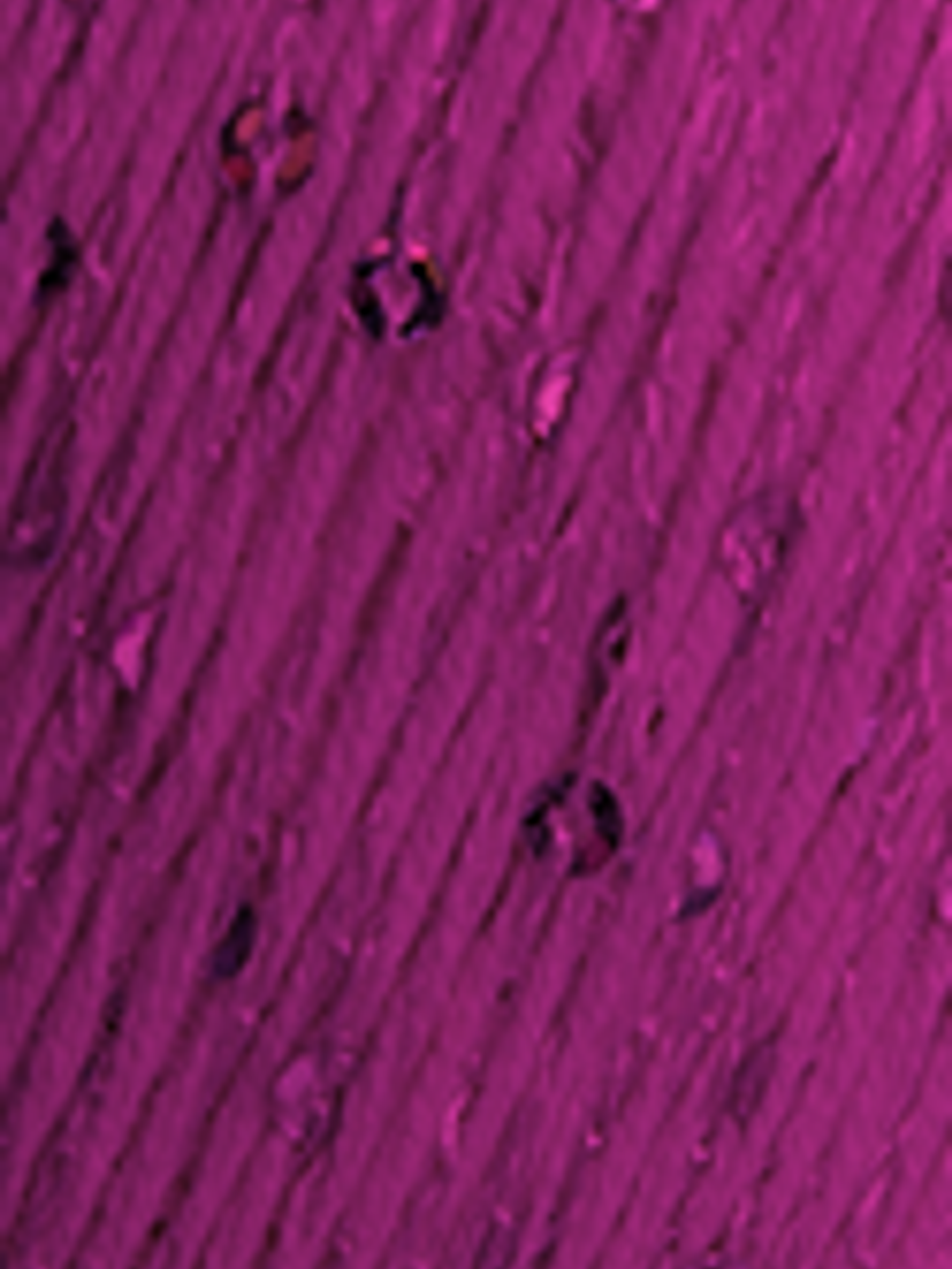 Lolita 6345 Amoreira - pré- venda, envio previsto a partir de 1/04  1