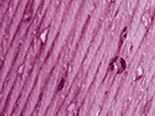 Lolita 6161 Violeta - pré- venda, envio previsto a partir de 1/04