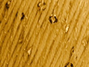 Lolita 1205 Aperol - pré- venda, envio previsto a partir de 1/04 - COPIE