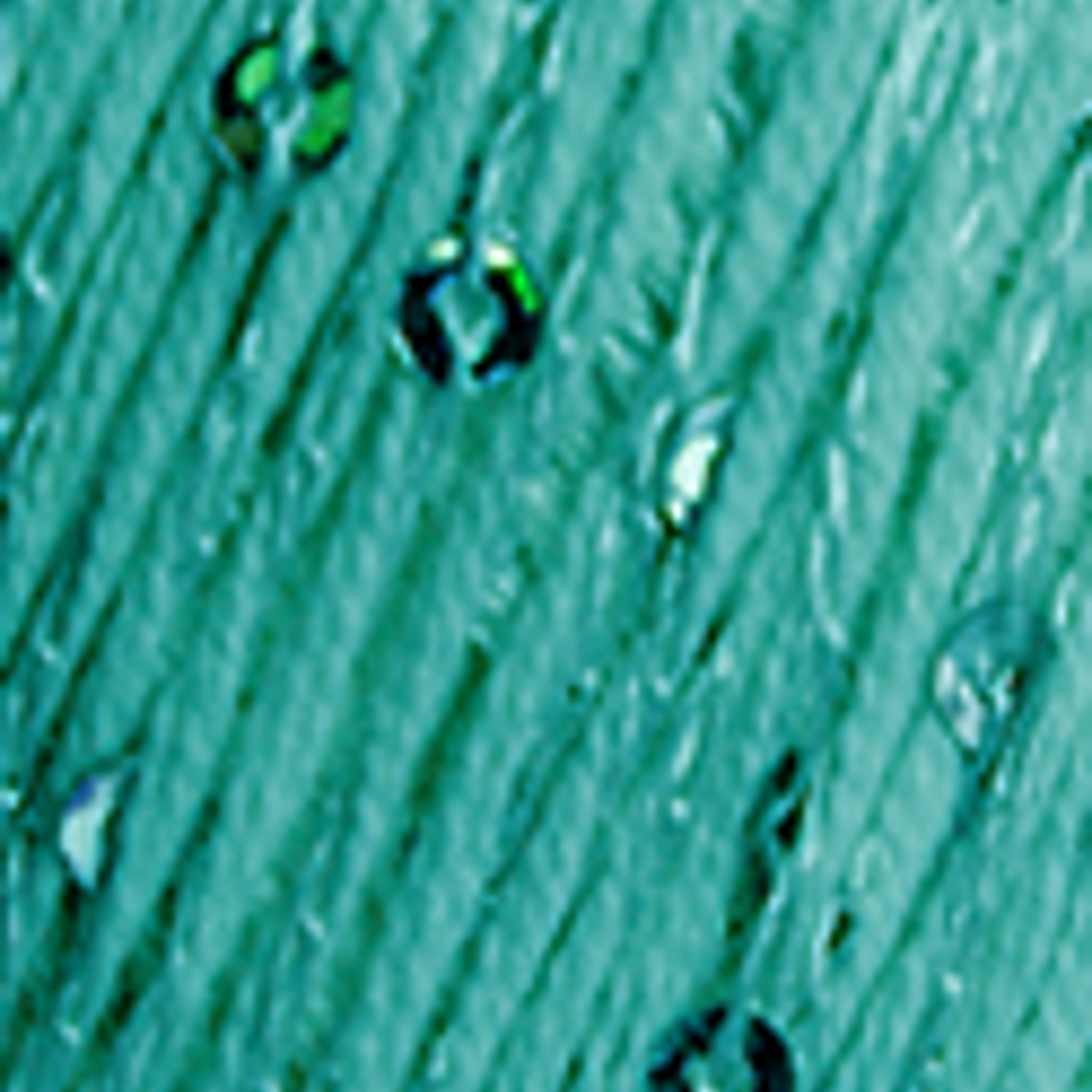 Lolita 5877 Menta - pré- venda, envio previsto a partir de 1/04 1