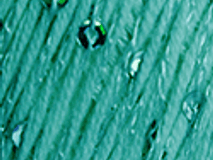 Lolita 5877 Menta - pré- venda, envio previsto a partir de 1/04