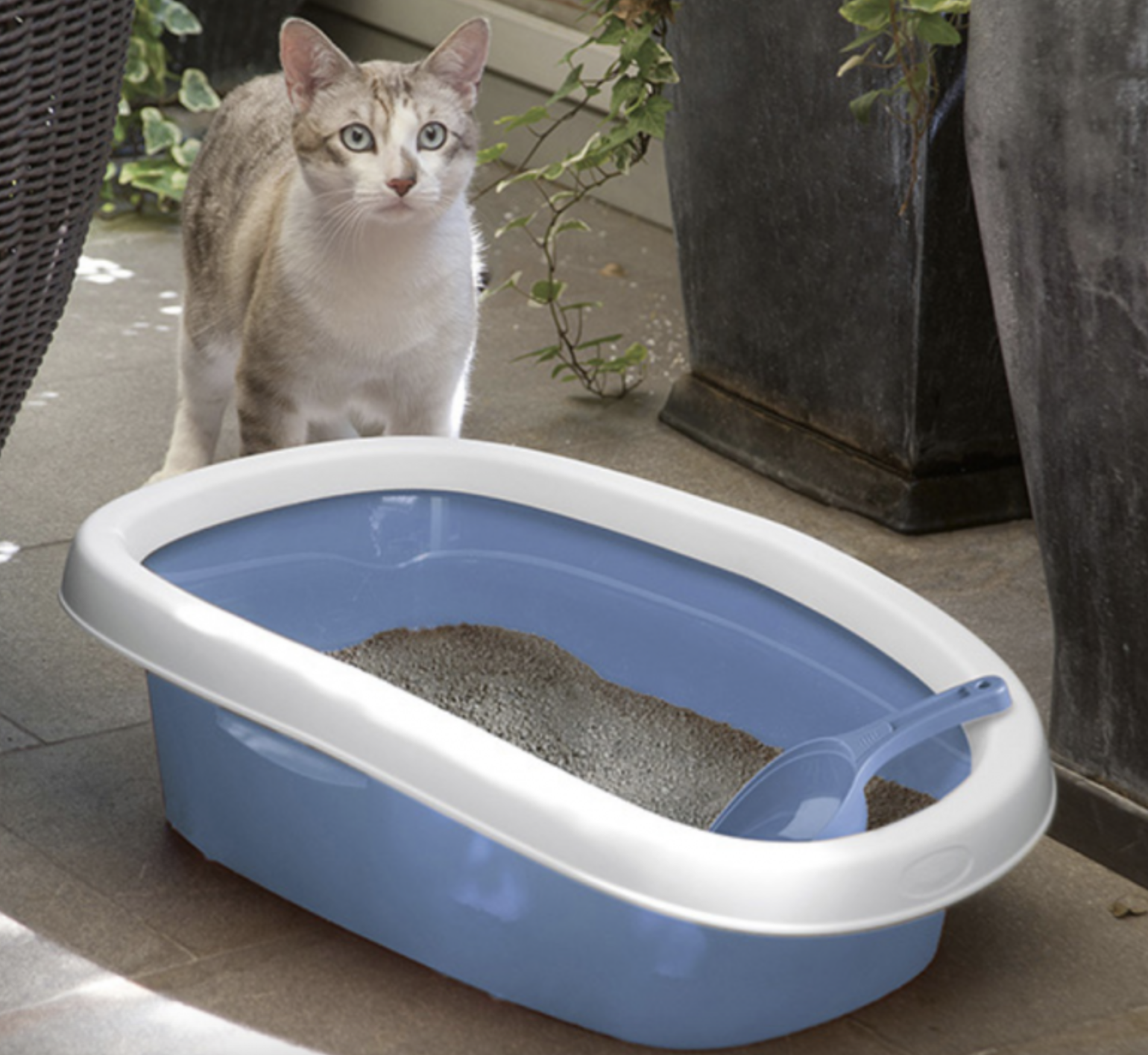 Baño para Gatos