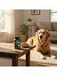 Silimarina Suplemento Perro Y Gato Qin Supplements — 90 cápsulas - Miniatura 2