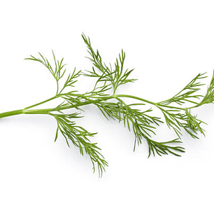  Semilla de Eneldo – Sobre 4 g | Nutritierra Chile