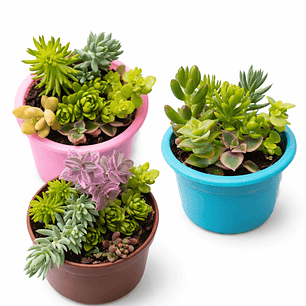 Souvenirs de Suculentas y Sedum Enraizados – Mix en Macetas de 6 cm