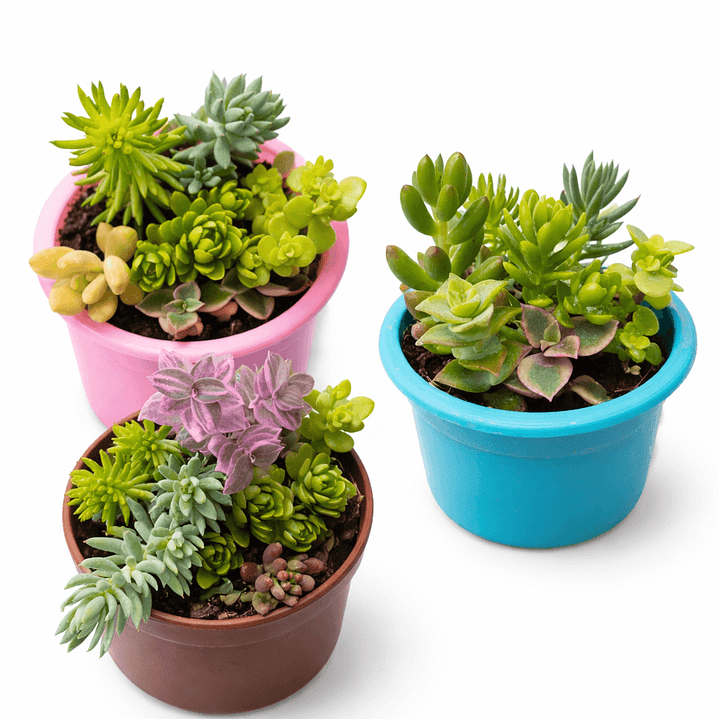 Souvenirs de Suculentas y Sedum Enraizados – Mix en Macetas de 6 cm 1