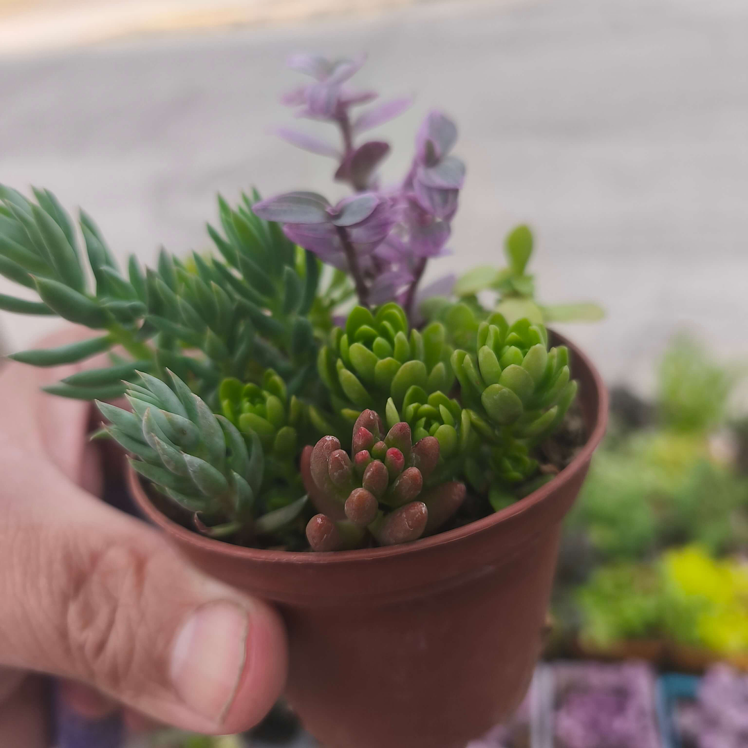 Souvenirs de Suculentas y Sedum Enraizados – Mix en Macetas de 6 cm 2