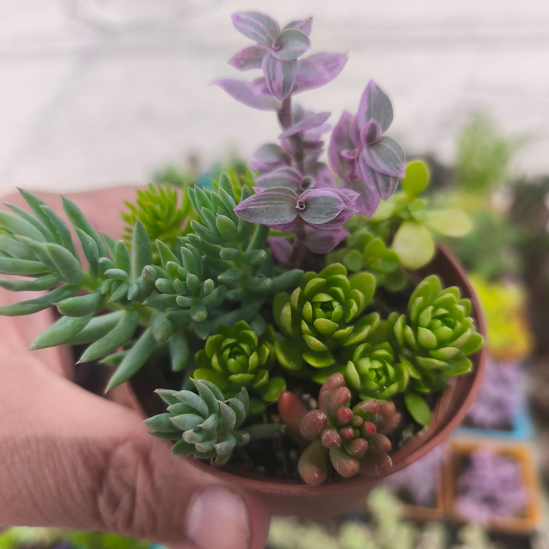 Souvenirs de Suculentas y Sedum Enraizados – Mix en Macetas de 6 cm 3