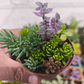 Souvenirs de Suculentas y Sedum Enraizados – Mix en Macetas de 6 cm - Miniatura 3